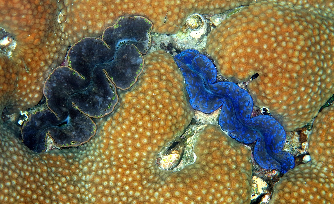 IMG_0510rf_Maldives_Madoogali_House reef_Benitier.jpg